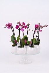 Продажа орхидей в Киеве. Доставка бесплатная. 