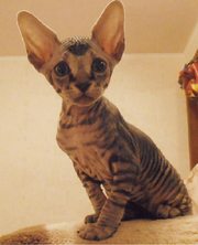 Канадский сфинкс