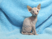 Продам котят Донского сфинкса