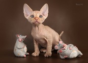 Котята  девон рекс редких окрасов