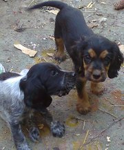 Продам щеночков Английского кокер-спаниеля!!!