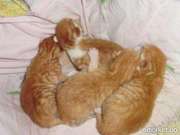 РЫЖИЕ КОТЯТА в хорошие руки!