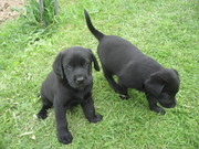 Щенки лабрадора 1, 5 месяца
