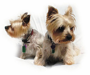 Тримминг, стрижка собак Запорожье, стрижка кошек Запорожье