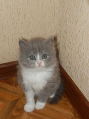 Шотландские котята фолд,  страйт,  есть хайленды