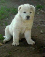 Продаются щенки кавказской овчарки