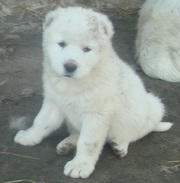 Продаются щенки кавказской овчарки