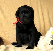 Щенок лабрадора – маленькая черная красавица