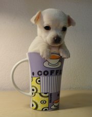 ЧИХУАХУА  девочки -припевочки)