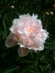 Продам рассаду: хризантемы, пионы, канны,  ирисы, лилии, розы, гортензии