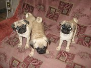 Щенки мопса ждут друга