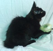 Курильский бобтейл,  котята