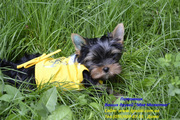 Элитные щеночки йоркширского терьера