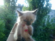 Продам красивых с голубыми глазками сиамско-балинезийских котят.