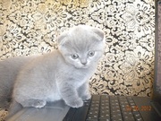 Шотландская вислоухая