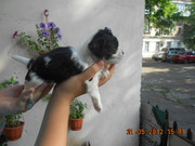 ши-тсу ангелочки