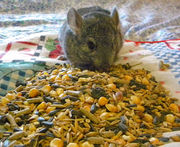 Продам замечательных деток шиншилл! 