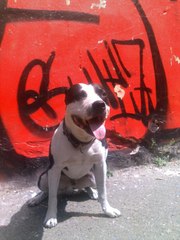 питбуль Беня 2008 года