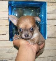 Девочка-миничка Чихуахуа не дорого