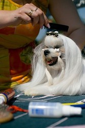 Груминг - профессиональное обучение