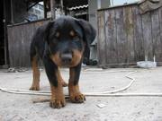 продается щенок  ротвейлера