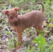 Щенки Русского Той Терьера - 1мал. и 1дев.(моей собаки)