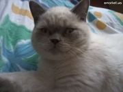 Вязка/Случка с шотландским прямоухим котом колор-поинт