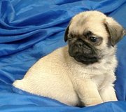 продам мопсят