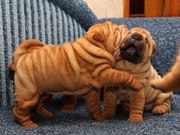 Щенки Шарпея от титулованных родителей.