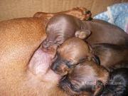 Щенки ТАКСЫ,  РЫЖИЙ ОКРАС)