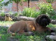 Продам щенка английского мастиффа.Mastiff.