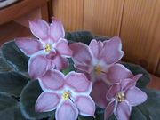 продаю излишки сенполий Киев