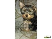 ТЕРМІНОВО.ЙОРКШИРСКИЙ ТЕРЬЕР.ДЕШЕВО