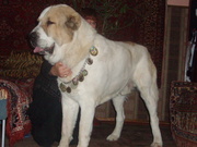 щенки среднеазитской овчарки