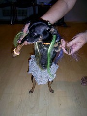 Отдам бесплатно в хорошие руки японского карликового пинчера,  мальчик