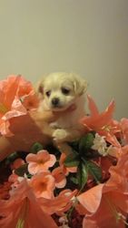 Предлагаются к продаже замечательные щенки чихуахуа