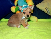 Отличные щенки чихуахуа и той терьера готовы попасть в семью!