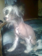 ВЯЗКА . КИТАЙСКАЯ ХОХЛАТАЯ ГОЛАЯ