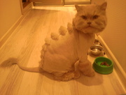 стрижка котов