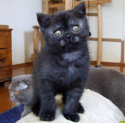 Игривая шотландская кошечка окраса черный дым