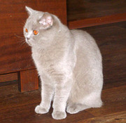 Шотландская лиловая кошечка с документами