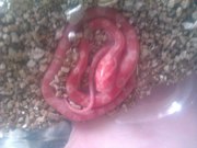 Продам маисовых полозов