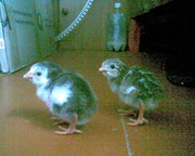 Продам срочно птенцы цесарок