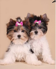 щенки бивер йоркширского терьера