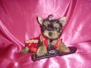 Йоркширский терьер мини малыши беби фейс.Доставка