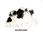 Японский хин ''GOLDEN ARMY''