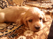 Продам щенков американский кокер-спаниель