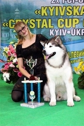 Щенки аляскинского маламута - Винница