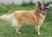 Бельгийская овчарка Тервюрен щенки продам Киев