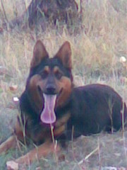 Продаются щенки немецкой овчарки